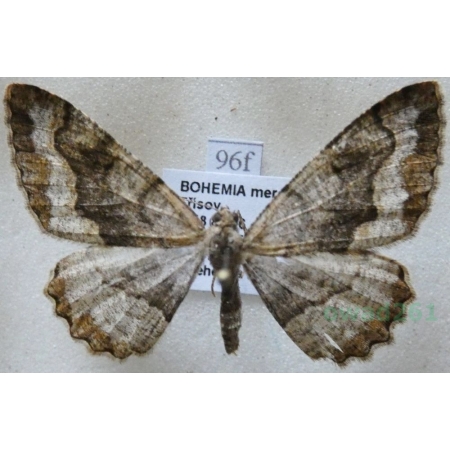 Alcis repandata (Linnaeus, 1758) male Przylepek nagrabek Czech96f